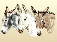 Donkey and Mule Art - Three Donkeys